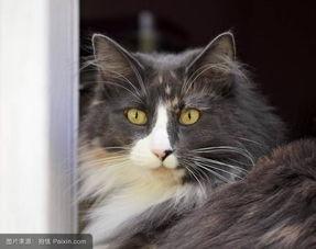 雌猫们花絮